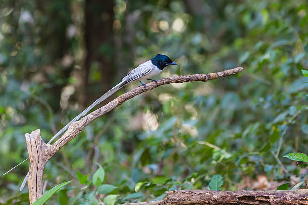 istock asian paradise flycatcher perching on a branch 607761666