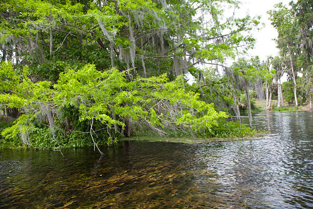 istock ivy moss trees in the water part 607761760