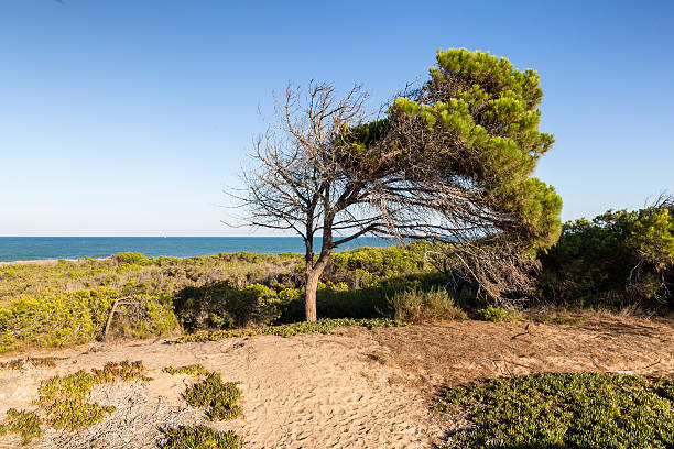istock view of mediterranean pine on the beach 607761956