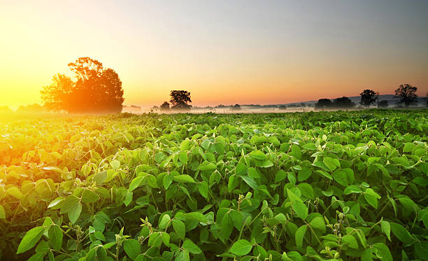 istock Soybean field in early morning 607763274