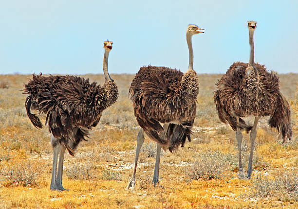 istock Group of Ostriches on the Etosha plains 607763400