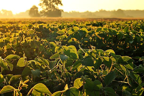 Soybean field in early morning stock photo