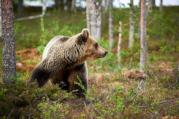 istock Brown bear in the finnish forest 607764290
