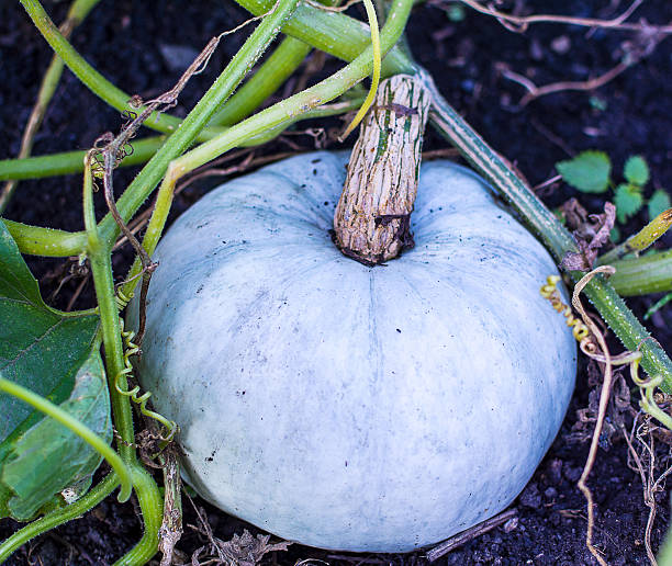 istock White pumpkin  growing in garden 607764506