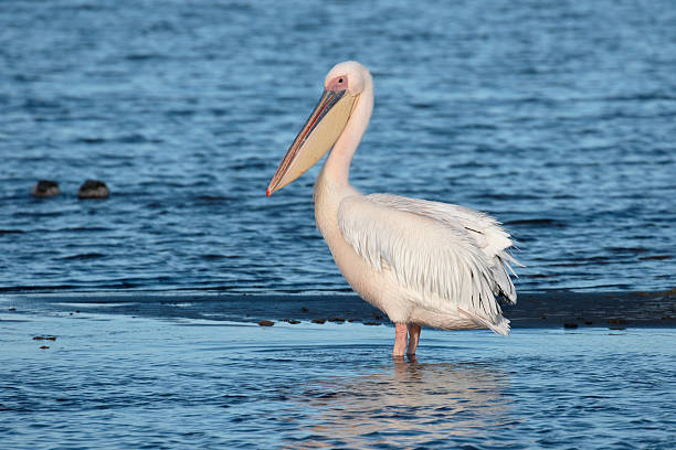 istock Eastern-white pelican, Pelecanus onocrotalus 607764742