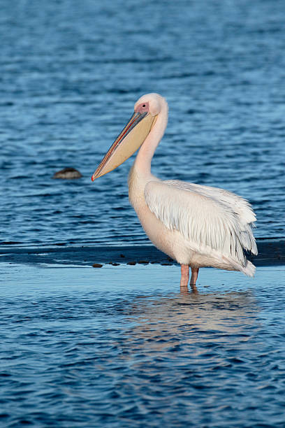 istock Eastern-white pelican, Pelecanus onocrotalus 607764886