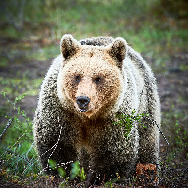istock Brown bear in the finnish forest 607766478