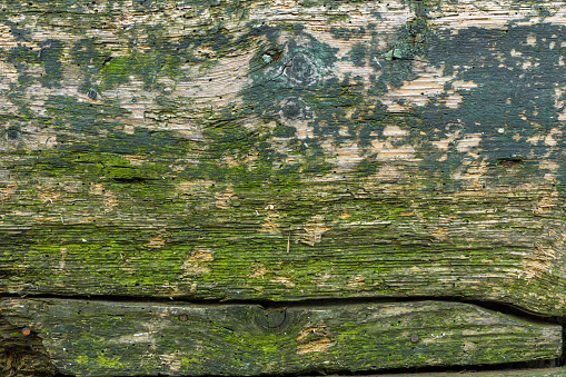 Wood texture, with weathered look, old and green.