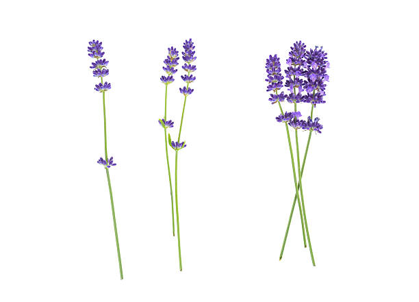 fiori di lavanda isolato su bianco - flower nobody europe lavender coloured foto e immagini stock