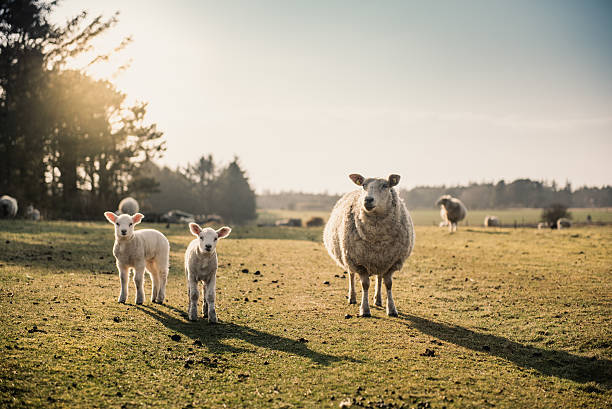 schaf familie  - lamb rural scene sheep field stock-fotos und bilder