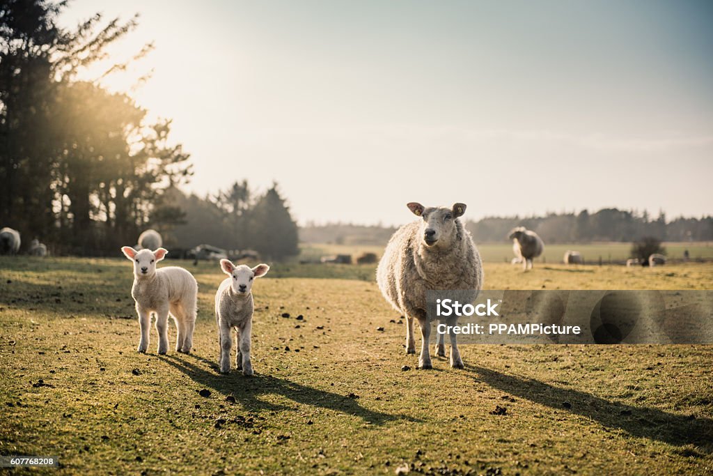 Sheep family A sheep with two lambs Lamb - Meat Stock Photo