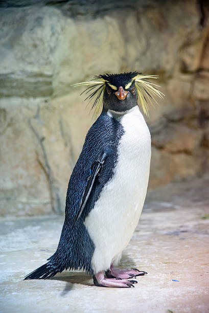 Rockhopper Pengiun portrait of a Rockhopper Penguin bills lions stock pictures, royalty-free photos & images