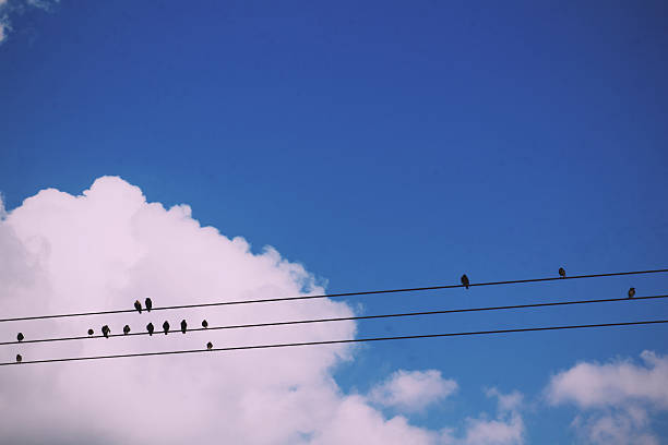 istock Birds sitting on wires against a blue sky Vintage Retro 607770490