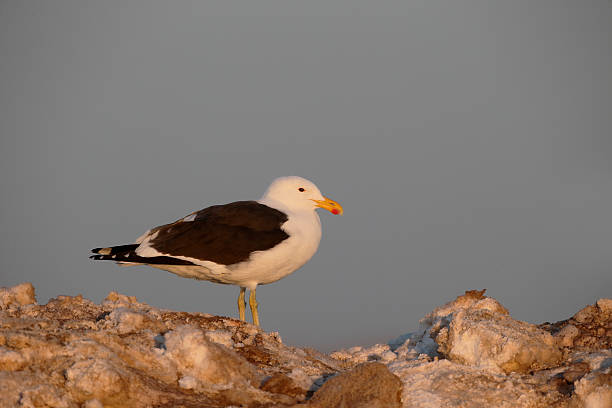 istock Kelp gull,  Larus dominicanus 607771792