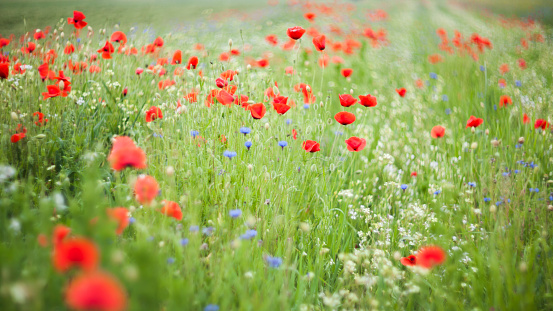 Summer morning