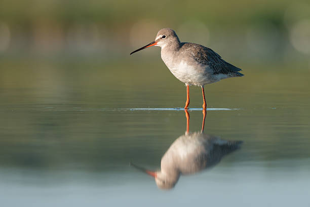 istock Spotted Redshank (Tringa erythropus). Wildlife Ukraine 607772048