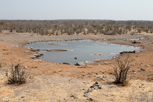 Moninga water hole, Halali camp, Etsoha, Nambia, August 2016