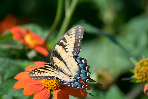 istock Swallowtail Butterfly on a Flower 607772572
