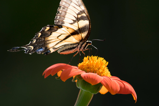 Yellow and blue swallowtail butterfly on an orange zinnia flower