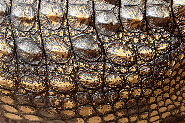 istock Nile crocodile, Crocodylus niloticus 607773050