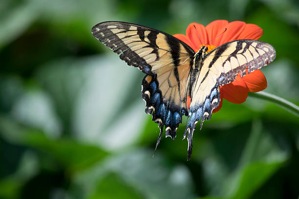 istock Swallowtail Butterfly on a Flower 607773094