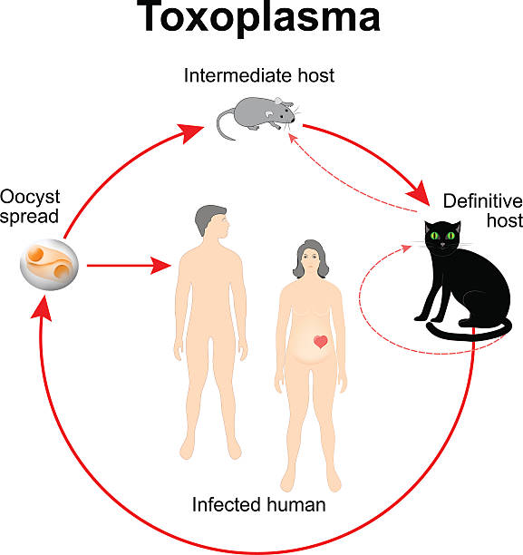 ilustrações de stock, clip art, desenhos animados e ícones de lifecycle of toxoplasma gondii - intermediate