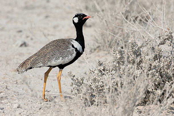 istock Northern Black-korhaan, Afrotis afraoid 607773464