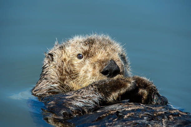 istock Wild Sea Otter Resting in Calm Ocean Water 607773698