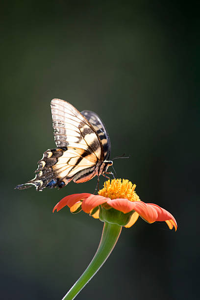 istock Swallowtail Butterfly on a Flower 607773772