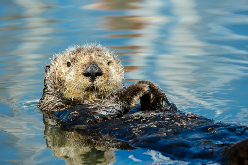 Close-up side view of wild sea otter (Enhydra lutris) resting, while floating on his back.  The otter's front legs and paws are perched over the animal's chest and the animal is looking  to it's right side, toward the camera.  There are small ripples in the water reflecting the clouds that are in the sky above.