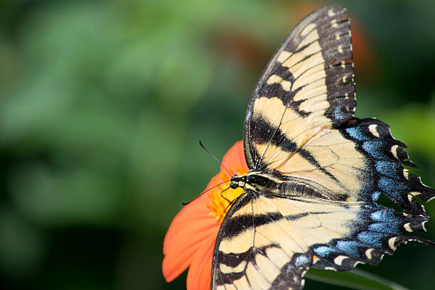 istock Swallowtail Butterfly on a Flower 607773904