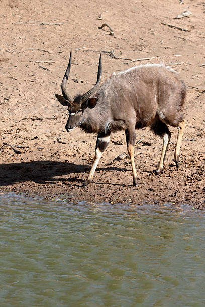 istock Nyala, Tragelaphus angasii 607773922