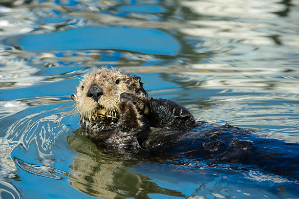 istock Wild Sea Otter Resting in Calm Ocean Water 607774210