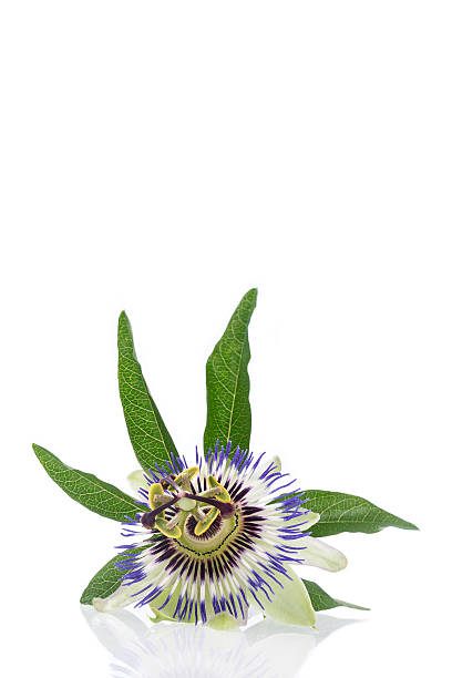 passion flower isolated on white stock photo