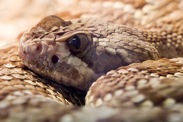 serpiente de cascabel  - mojave rattlesnake fotografías e imágenes de stock