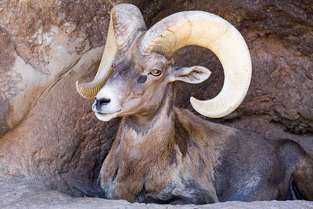 mouflon d’amérique du désert - bighorn sheep sonoran desert animal sheep photos et images de collection