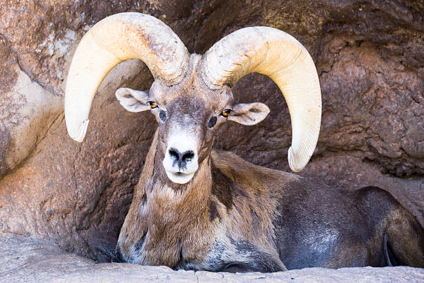 desert bighorn sheep - bighorn sheep sheep desert mojave desert imagens e fotografias de stock