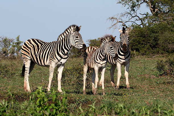 istock Plains zebra, Common zebra or Burchells zebra, Equus quagga 607775208