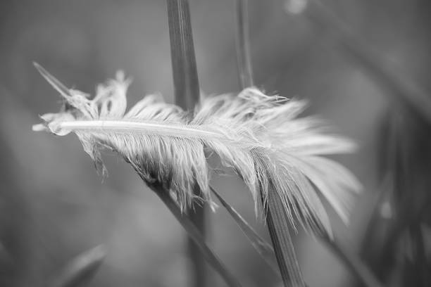 istock Bird Feather Balancing on Blades of Grass 607775382