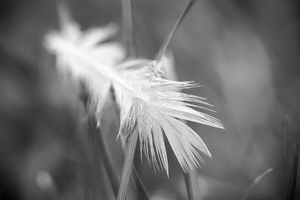 A single white bird feather balancing on blades of grass.