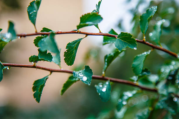 istock Raindrops or dew drops on green leaves on a tree branch. 607777044