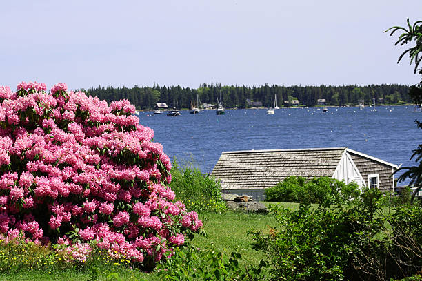 cottage an der maine coast - cosmos flower daisy flower field stock-fotos und bilder