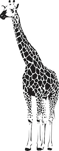 Vector illustration of Wild African Giraffe