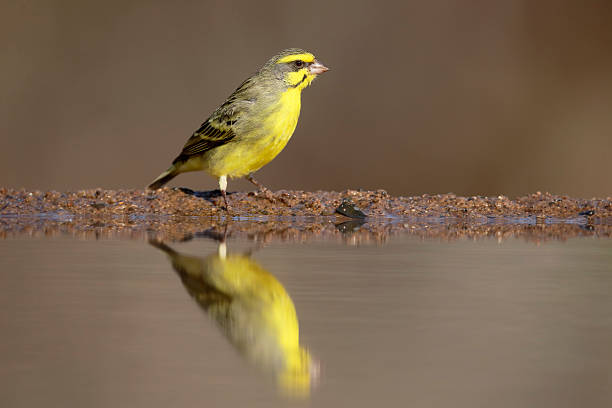 istock Yellow-eyed canary, Crithagra mozambicus 607778566