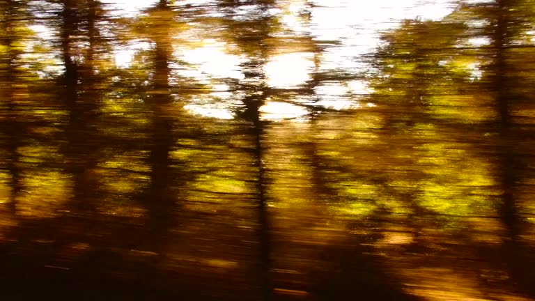 Forest and trees through the car window
