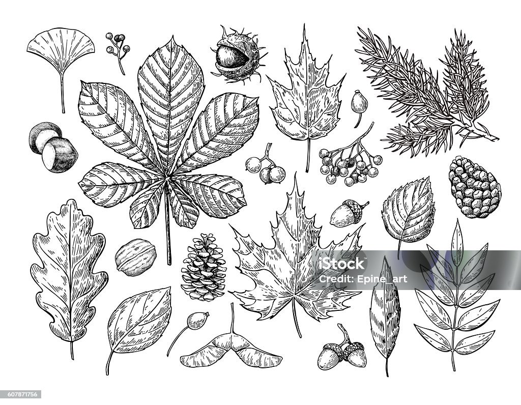 Autumn vector set with leaves, berries, fir cones, nuts, mushroo Autumn vector set with leaves, berries, fir cones, nuts, mushrooms and acorns. Detailed forest botanical elements for decoration. Vintage fall seasonal decor. Oak, maple, chestnut leaf drawing. Leaf stock vector