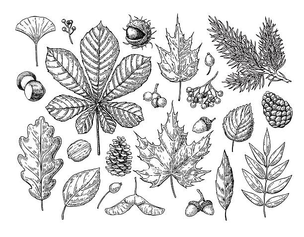 Autumn vector set with leaves, berries, fir cones, nuts, mushroo Autumn vector set with leaves, berries, fir cones, nuts, mushrooms and acorns. Detailed forest botanical elements for decoration. Vintage fall seasonal decor. Oak, maple, chestnut leaf drawing. chestnuts stock illustrations