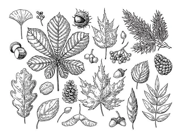 Vector illustration of Autumn vector set with leaves, berries, fir cones, nuts, mushroo