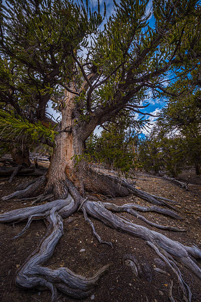 고대 강모 콘 핀테 그레이트 분지 - bristlecone pine pine tree tree forest 뉴스 사진 이미지