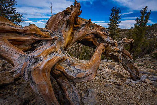 antike bristle kegel pinte great basin - bristlecone pine pine tree tree forest stock-fotos und bilder